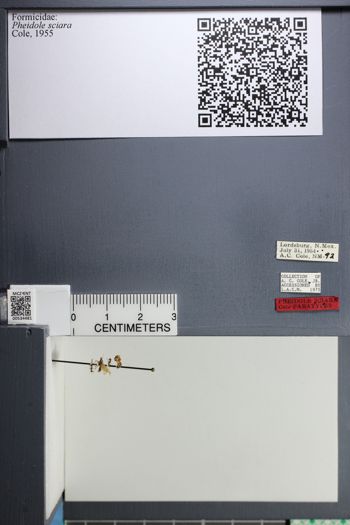 Media type: image;   Entomology 534481